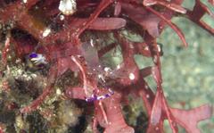 Ancylomenes luteomaculatus