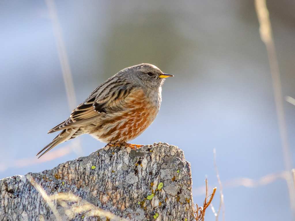 Alpine Accentor photo