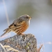 Alpine Accentor - Photo (c) Alessandro, some rights reserved (CC BY-NC), uploaded by Alessandro