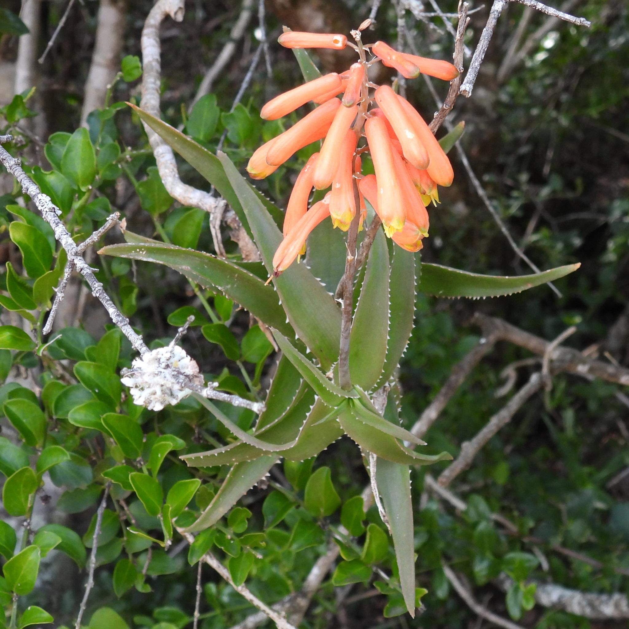 Aloiampelos Ciliaris (Aloiampelos ciliaris)