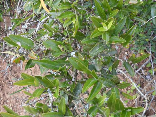 indian caper (Capparis sepiaria)
