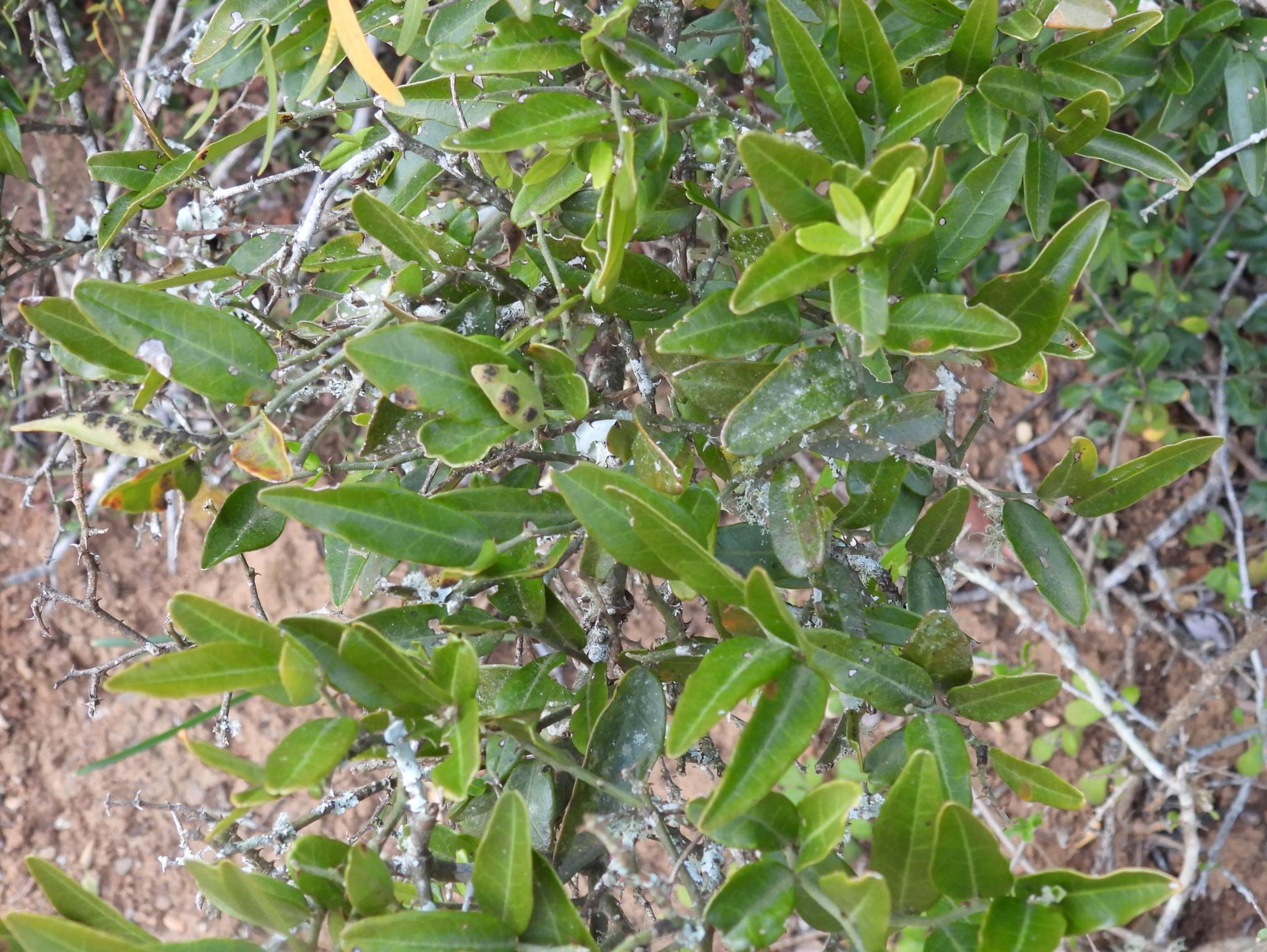 Indian Caper (Capparis sepiaria)