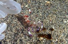 Ancylomenes luteomaculatus