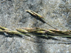 Festuca viridula