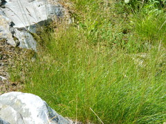 Festuca viridula