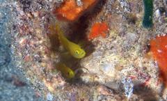 Lubricogobius exiguus