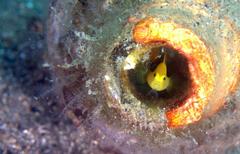 Lubricogobius exiguus