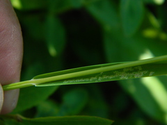 Vahlodea atropurpurea