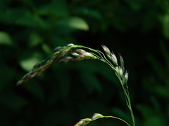 Vahlodea atropurpurea