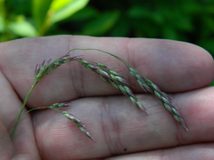 Vahlodea atropurpurea