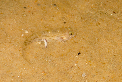 Bathygobius soporator