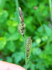 Carex scopulorum