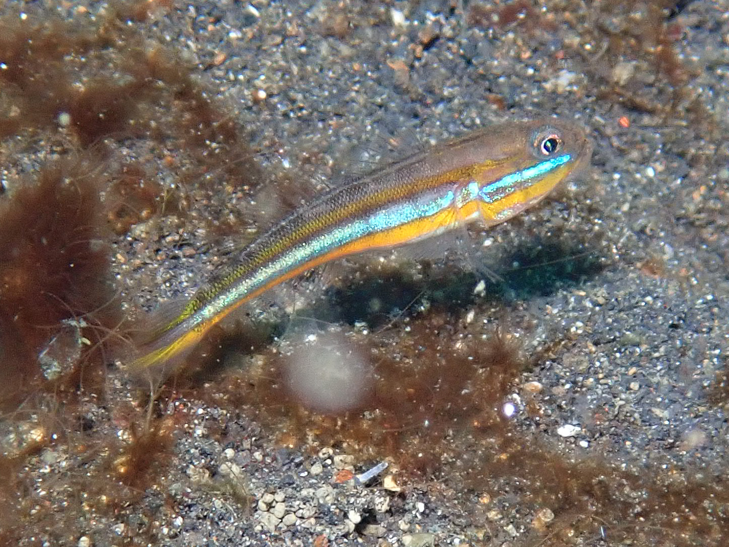 Yano's Glidergoby photo 3