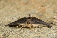 Coptobasis