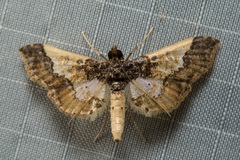 Hydriris elutalis