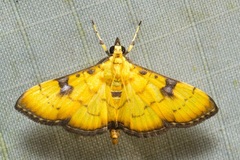 Goniorhynchus