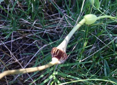 Aristolochia angustifolia