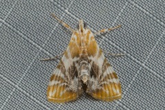 Macaretaera hesperis