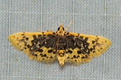 Noctuelia dichroalis
