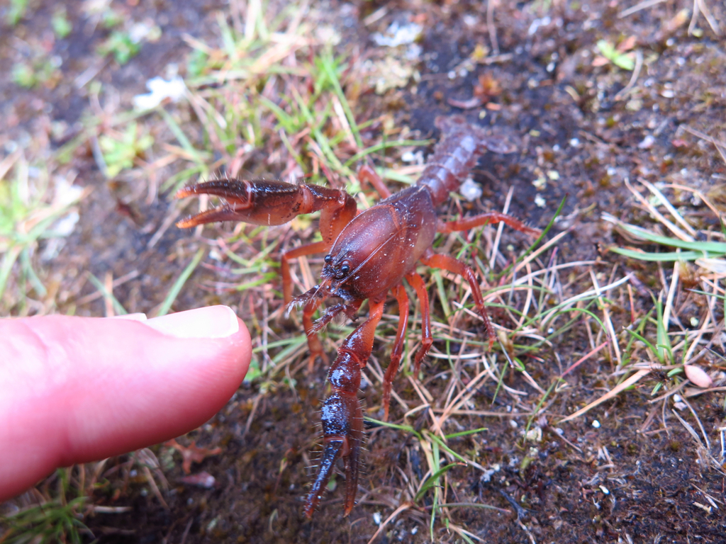 Engaeus leptorhynchus