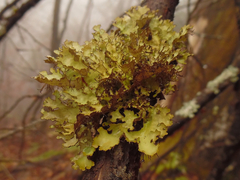 Tuckermanopsis ciliaris