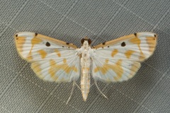 Pycnarmon