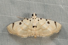 Pycnarmon