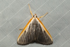 Pylartes subcostalis