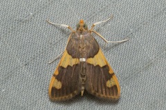 Rehimena