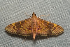 Ischnurges gratiosalis