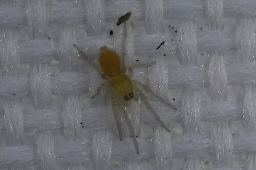 Agrarian Sac Spider photo 5