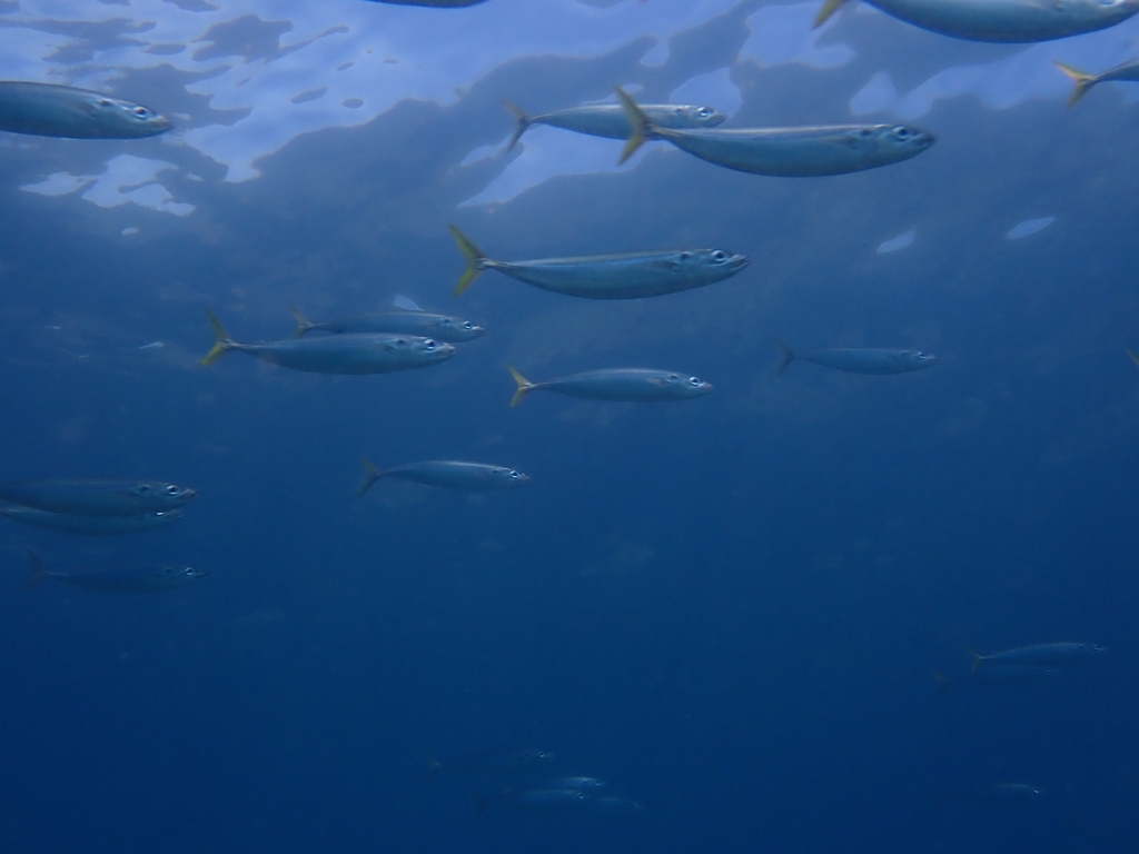 Mackerel scad