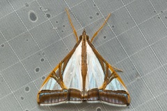 Agrioglypta eurytusalis