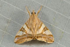 Agrioglypta zelimalis