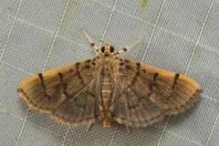 Tylostega