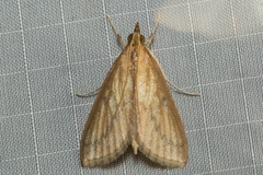 Circobotys occultilinea