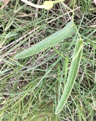Aristolochia angustifolia