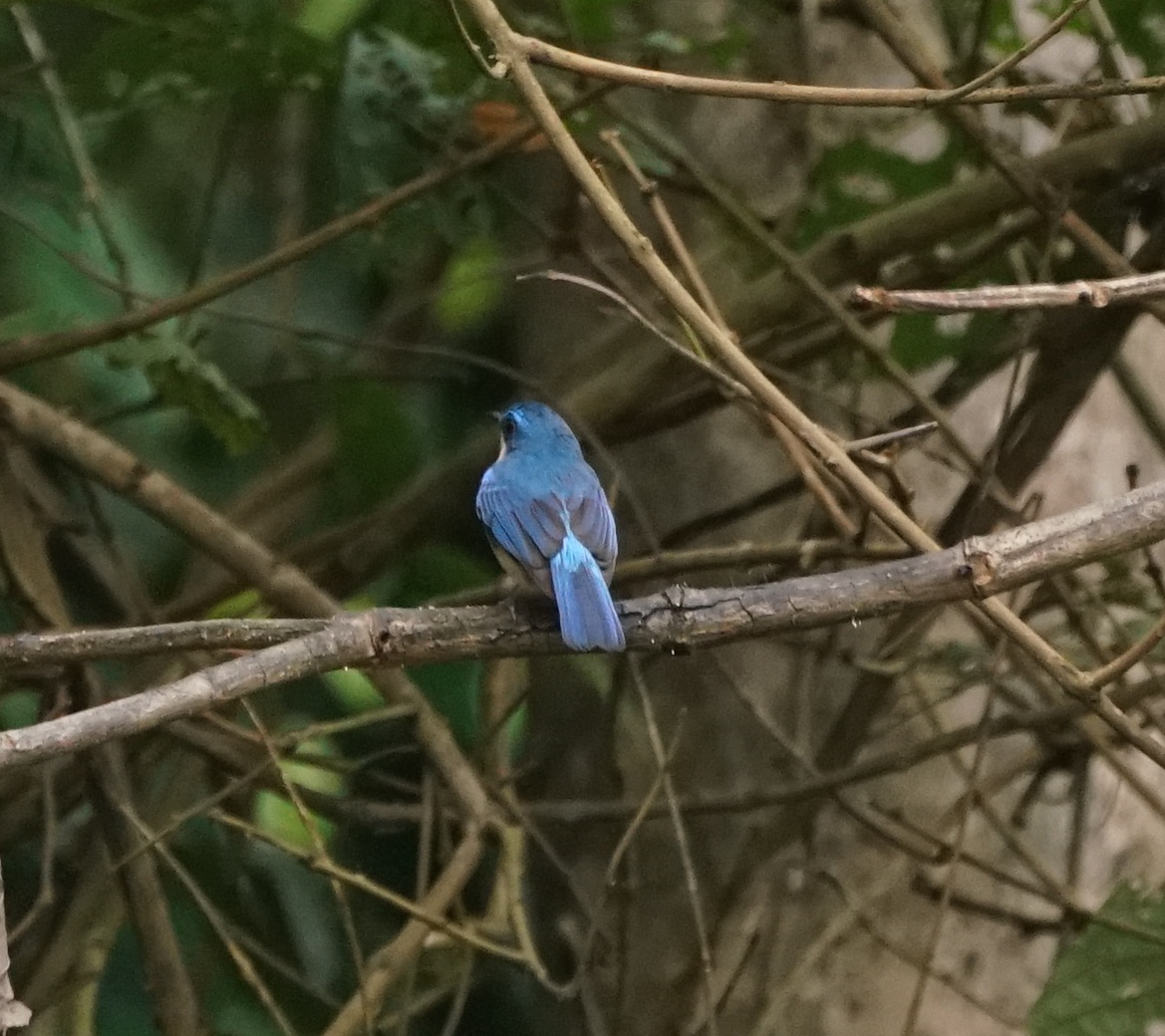 Malaysian Blue Flycatcher (Cyornis turcosus), photo 7