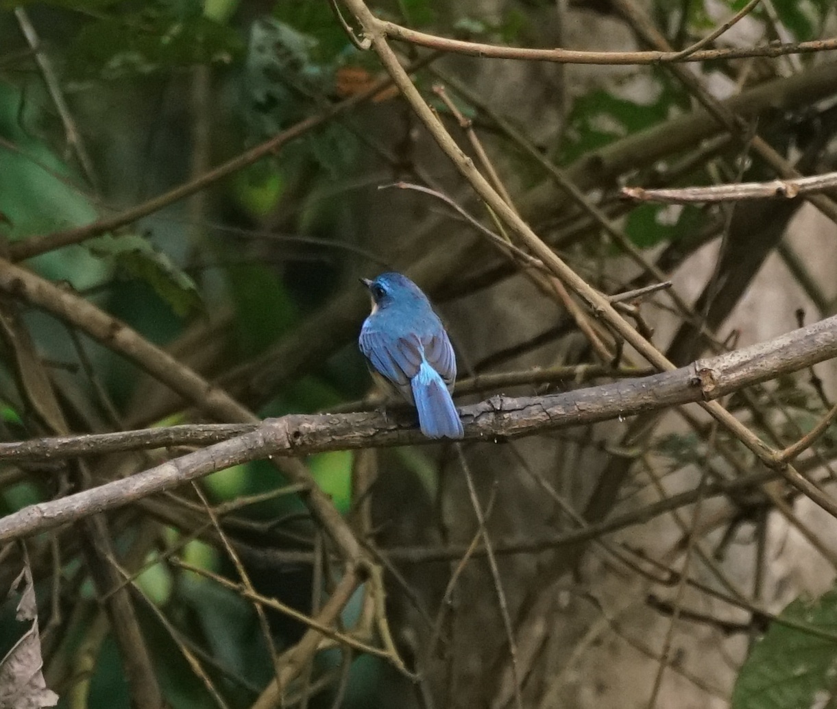 Malaysian Blue Flycatcher (Cyornis turcosus), photo 5