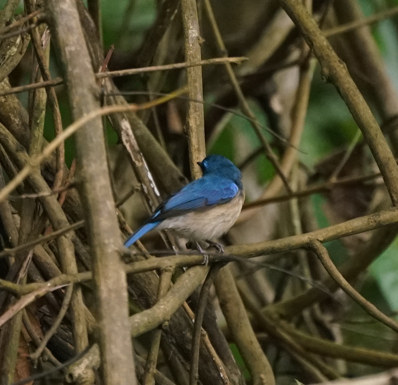 Malaysian Blue Flycatcher (Cyornis turcosus), photo 8