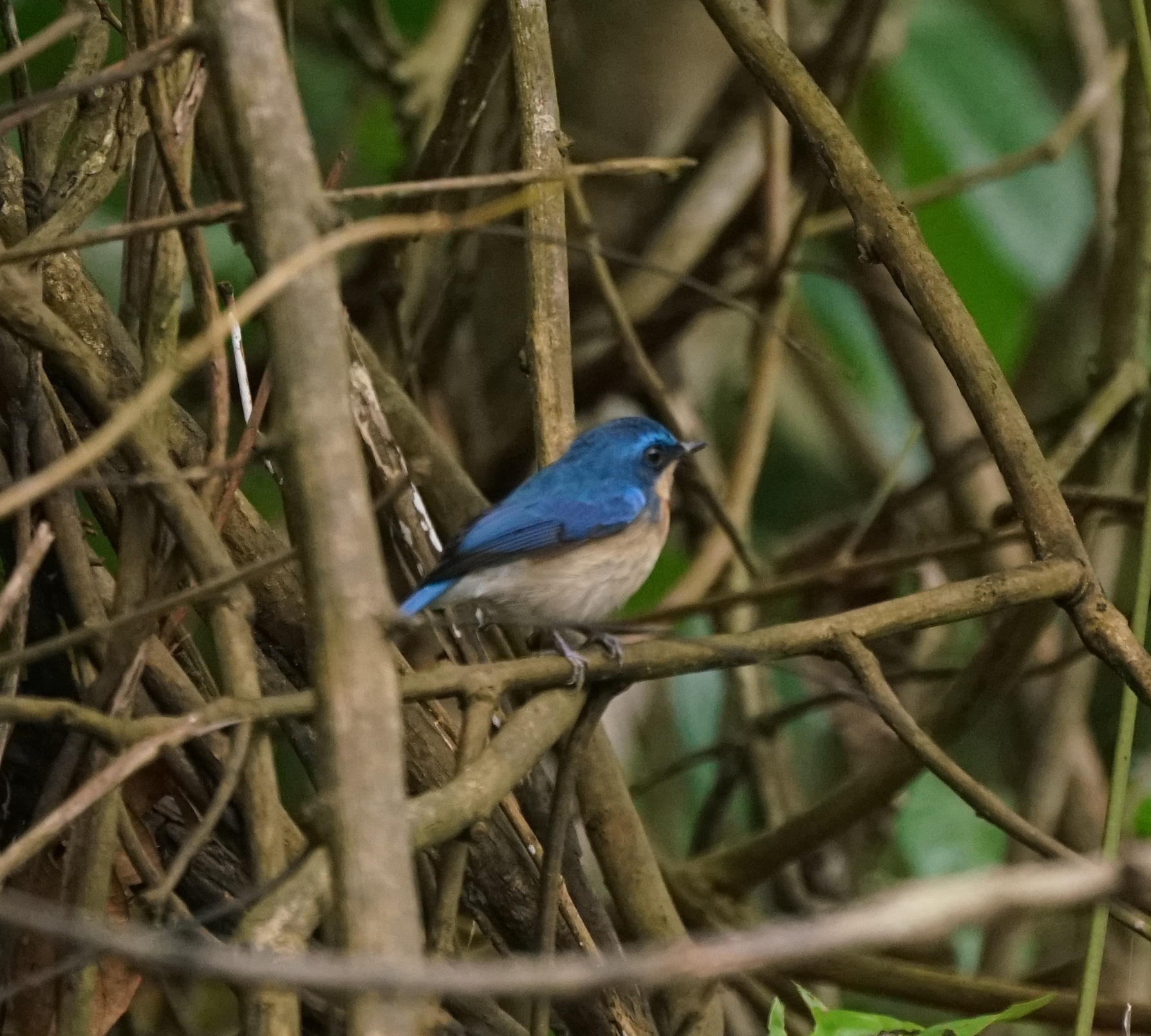 Malaysian Blue Flycatcher (Cyornis turcosus), photo 6