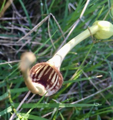 Aristolochia angustifolia