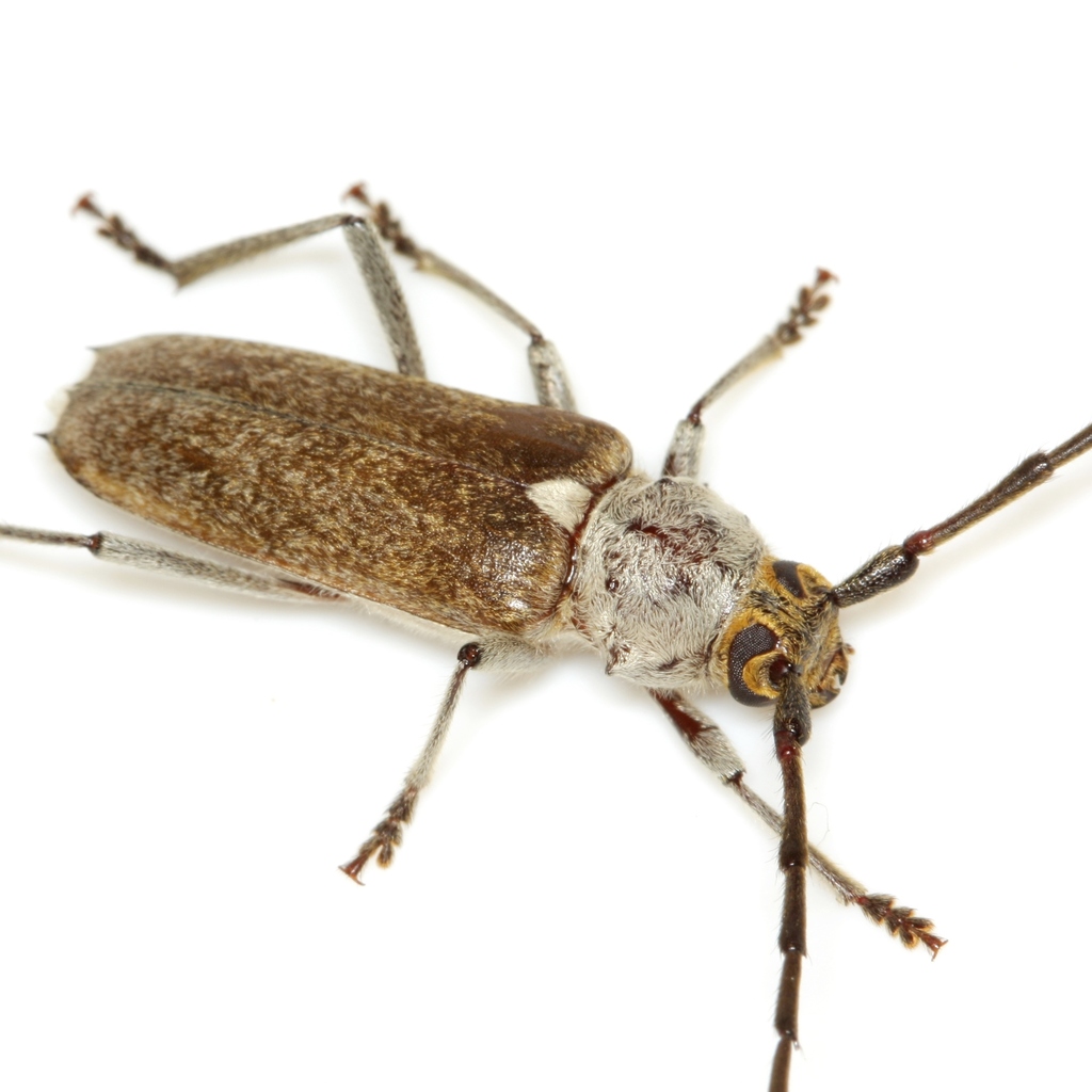 Gnaphalodes trachyderoides