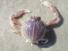 Persephona aquilonaris