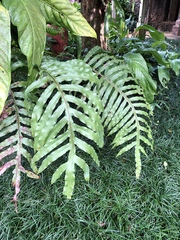 Blechnum colensoi