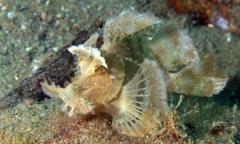 Rhinopias eschmeyeri