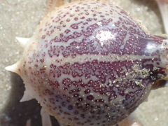 Persephona aquilonaris