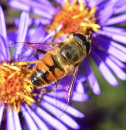 Unknown species found near Saxon Hill, Essex Town, VT, USA