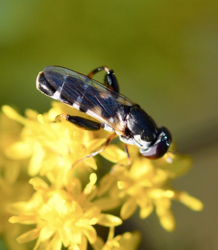 Unknown species found near Saxon Hill, Essex Town, VT, USA