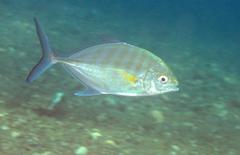 Ferdauia ferdau
